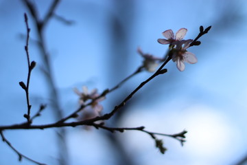 四季桜
