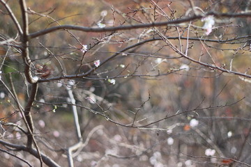 四季桜