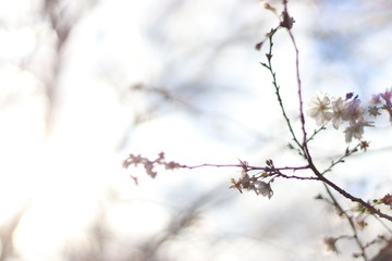四季桜