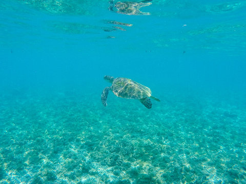 Sea turtle in shallow water. Coral reef animal underwater photo. Marine tortoise undersea. Green turtle in natural environment.