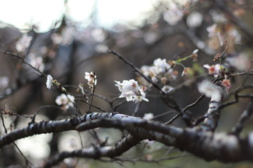 四季桜