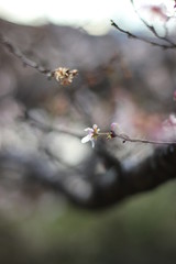 四季桜