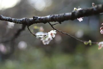 四季桜