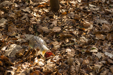 glass bottle, garbage thrown into the forest's leaf-covered bottom