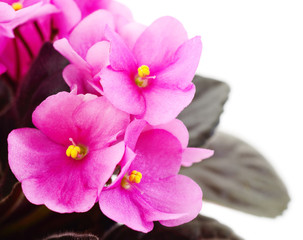 Fototapeta na wymiar Pink violets beautiful flowers.