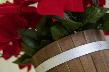 Red Flowers in a Pot