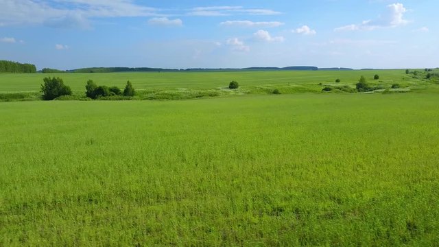 Flying over the green wheat grass in field on summer day