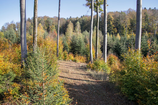 Wald im Herbst