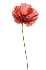 Fototapeta premium czerwony mak na białym tle