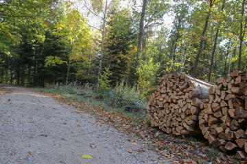 Holz am Wegesrand im Wald