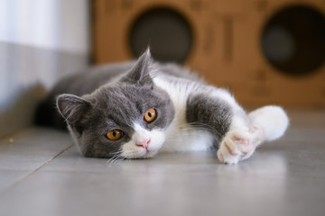 Cute British short Hairy cat