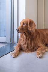 Golden retriever lying on the ground