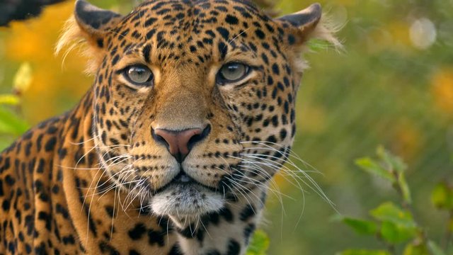 Javan leopard (Panthera pardus melas) scratching