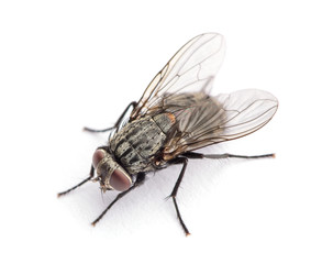 fly isolated on a white