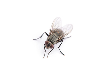 fly isolated on a white