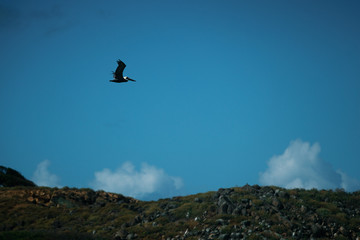 osprey in flight