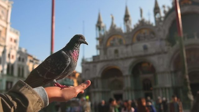Full HD slow motion of beautiful bird moving in front of San Giorgio Maggiore in Venice, Italy, Europe