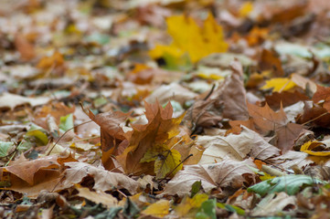 texture of autumnal leaves falling on the floor in the forest