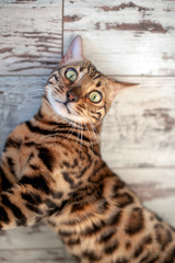 Bengali cat lies on the floor and looking