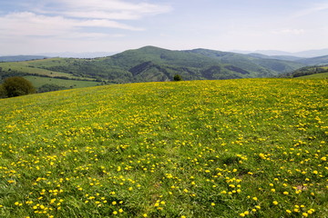 Beautiful summer landscape with blooming yellow dandelions, White Carpathians in background, Czech and Slovak republics, sunny day, clear blue sky