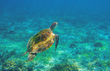 Sea turtle in ocean waters. Coral reef animal underwater photo. Marine tortoise undersea.