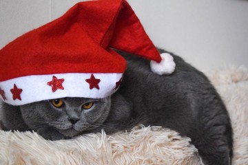 cat in santa hat