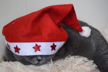 british cat in santa claus hat