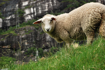 White sheep standing at the green grass and looking at you with grey rock wall on the background.