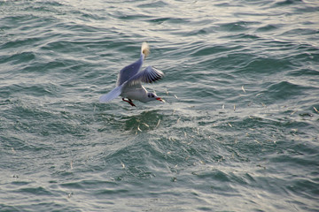 A seagull caught fish in the waves of the ocean. Birds on the hunt. A flock of frightened fish jumps out of the water. Water surface