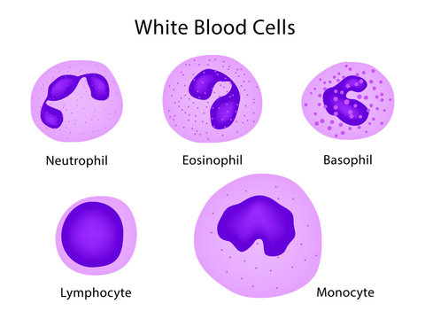 Types of white blood cells, help the immune system fight off infections