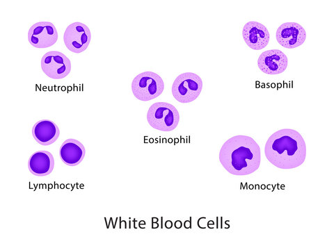 Types of leucocyte, that coordinate to provide defence against infectious disease