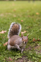 grey squirrel in London park
