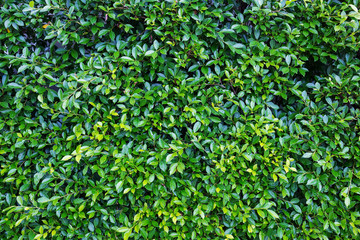 green leaves background