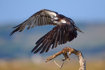 Fototapeta na wymiar Falco pescatore