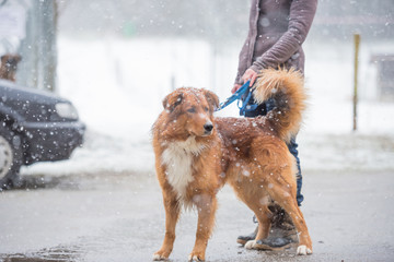 Woman with dog walk in winter on a snovy street