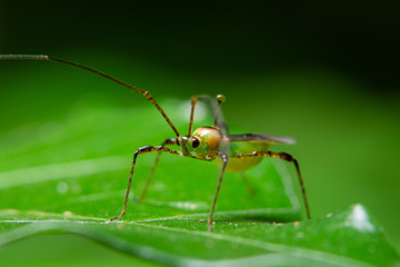 Macro insect on leaf