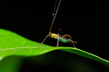 Macro insect on leaf