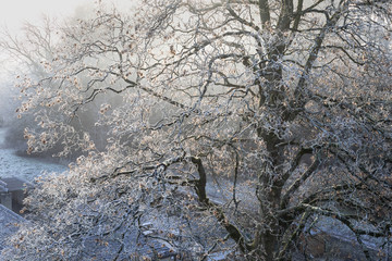 Frost in the tree tops
