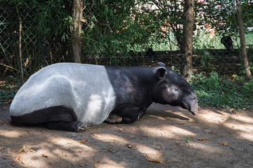 Sleeping Malayan Tapirs (Tapirus Indicus). Tapir close up.Tapir Portrait. Prague Zoo

