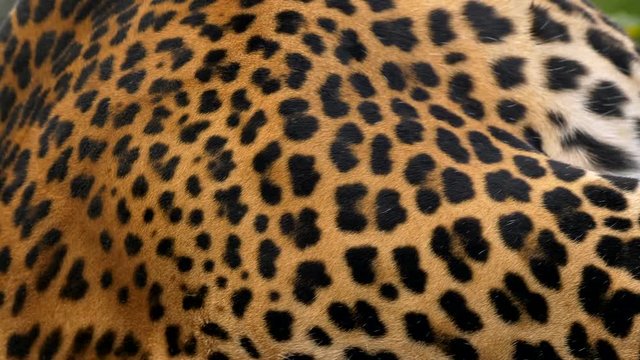 Javan leopard (Panthera pardus melas) fur