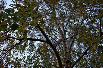 Fototapeta premium under a three