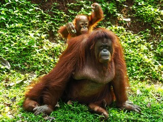 Borneo Orang Utan taking a rest at their playground