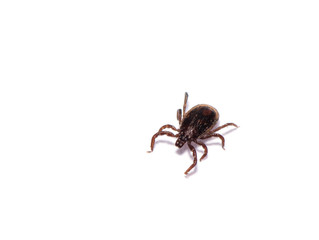 Disease-carrier ticks isolated on white