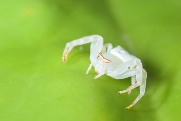White Spider Macro