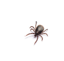 Disease-carrier ticks isolated on white
