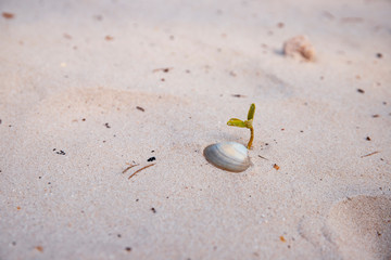 Young green sprout and shell on white sand beach. Tropical seaside nature macro photo. Summer vacation banner template