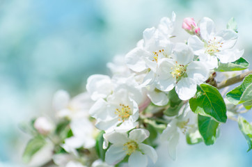 Spring Apple Blossom over blue sky.