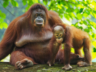 Borneo Orang Utan taking a rest at their playground