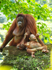 Borneo Orang Utan taking a rest at their playground