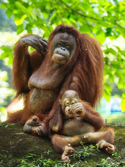 Borneo Orang Utan taking a rest at their playground